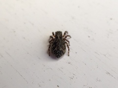 Pseudeuophrys erratica