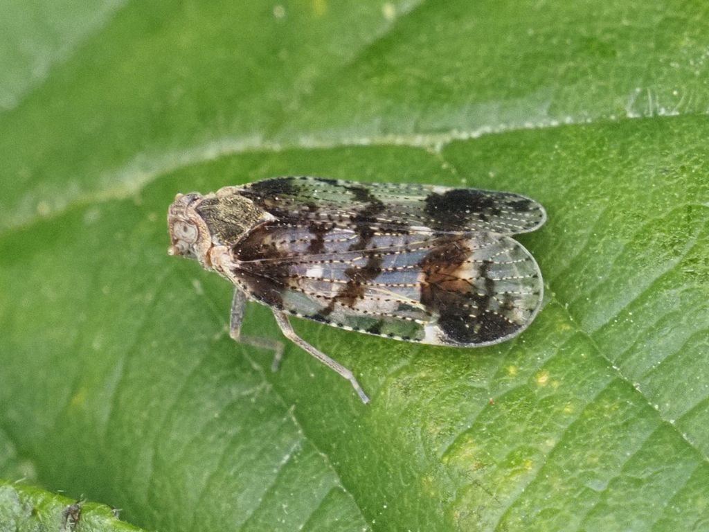Cixius
