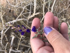 Psorothamnus arborescens