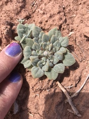 Psathyrotes pilifera