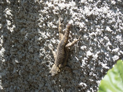 Sceloporus grammicus