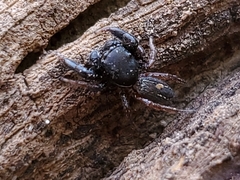 Metacyrba