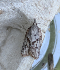 Platynota idaeusalis