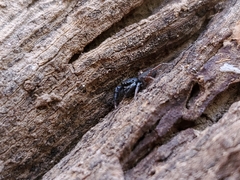 Metacyrba