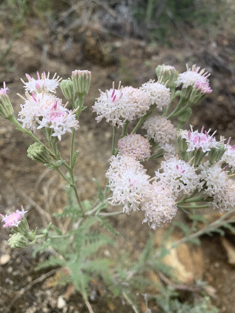 Hoary Pincushion