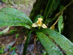 Maxillaria pardalina