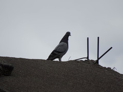 Columba livia