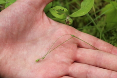 Carex trisperma