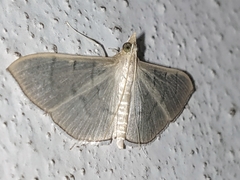 Poliobotys ablactalis