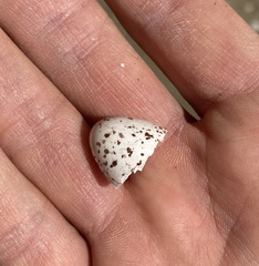 Petrochelidon pyrrhonota