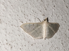 Poliobotys ablactalis