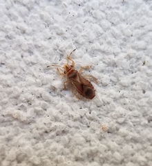 Thaumastocoris peregrinus