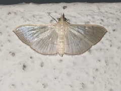 Poliobotys ablactalis