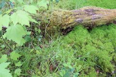 Carex trisperma