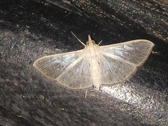 Poliobotys ablactalis