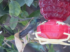 Cynanthus latirostris