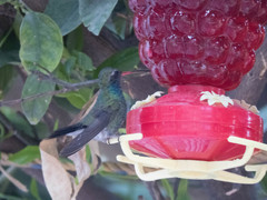 Cynanthus latirostris