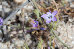 Gilia tenuiflora