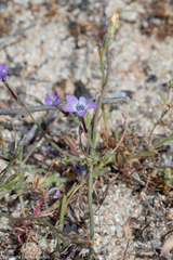 Gilia tenuiflora