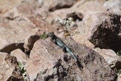 Liolaemus nigroviridis