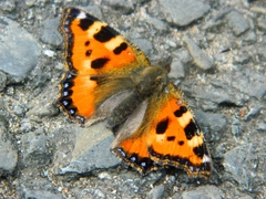 Aglais urticae