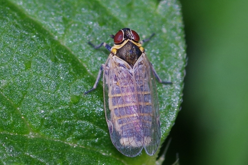 Hyalesthes obsoletus Signoret, 1865