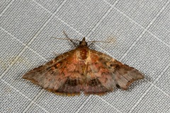 Corgatha omopis