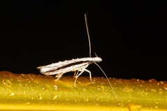 Trachydora centromela