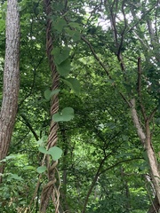 Aristolochia macrophylla