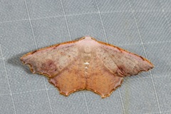 Epicompsa xanthocrossa