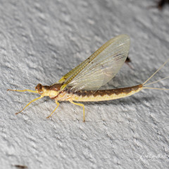 Pentagenia vittigera