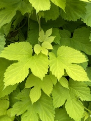 Humulus