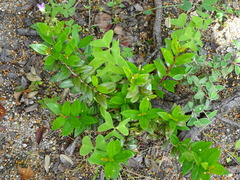 Cotoneaster buxifolius