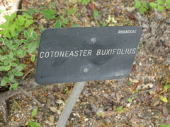 Cotoneaster buxifolius
