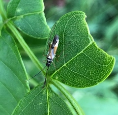 Cyllecoris histrionius