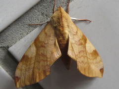 Clanis bilineata