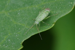 Orthotylus flavosparsus