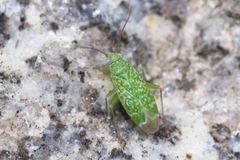 Orthotylus flavosparsus