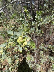 Arctostaphylos peninsularis