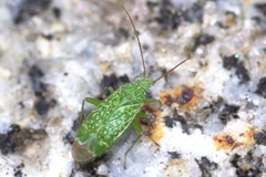 Orthotylus flavosparsus