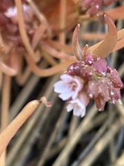 Claytonia parviflora viridis