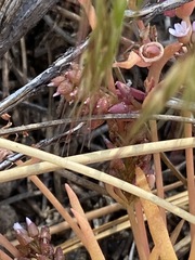 Claytonia parviflora viridis