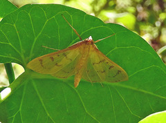 Munroeodes thalesalis
