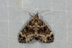 Chaetolopha decipiens