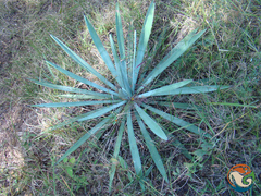 Agave angustifolia rubescens