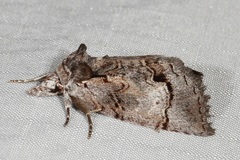 Gallaba eugraphes