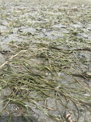 Zostera japonica