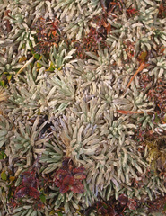 Celmisia sessiliflora