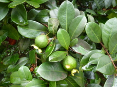 Eugenia liberiana