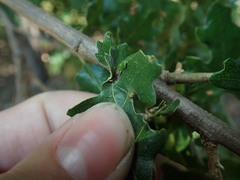 Neuroterus saltatorius